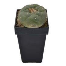 Peyote Fricii 3-4 cm - Lophophora fricii